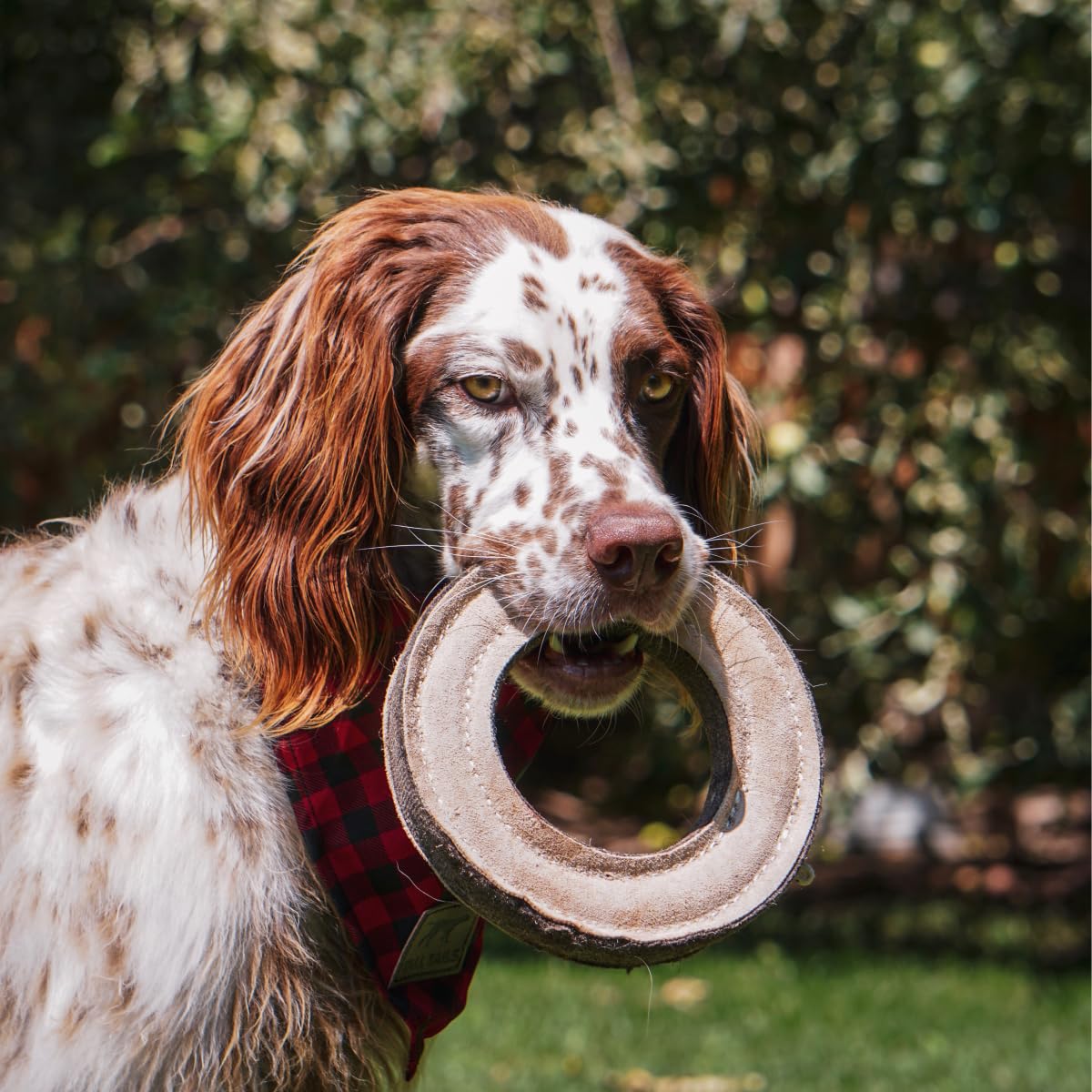 Tall Tails comparaison de taille montrant l’échelle pour chiens moyens à grands