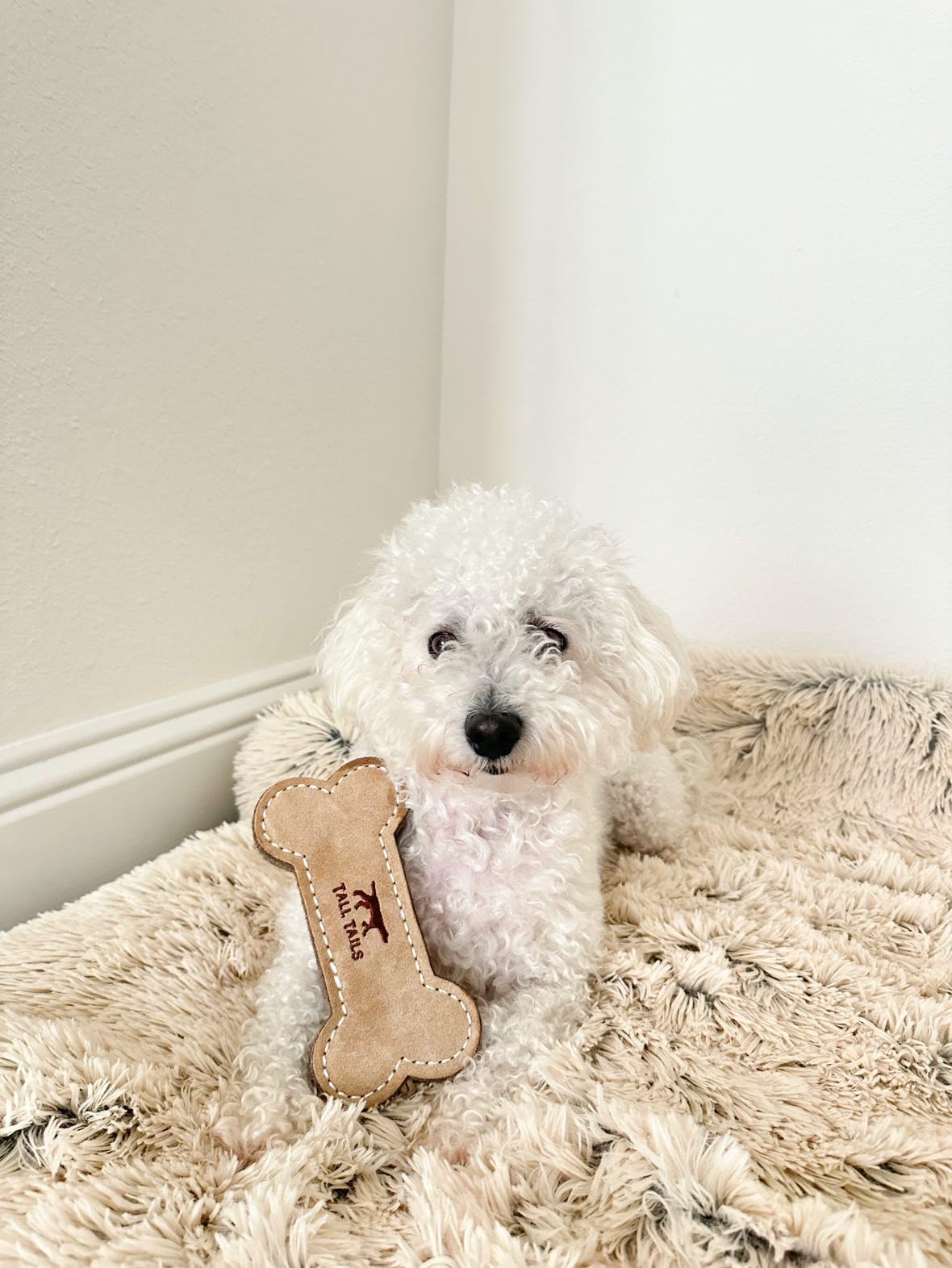 Tall Tails os comparaison taille pour choisir adapté aux petits chiens