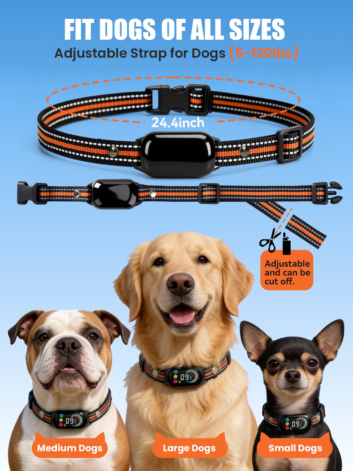 Tallentrol collier porté par chien de taille moyenne illustrant ajustement