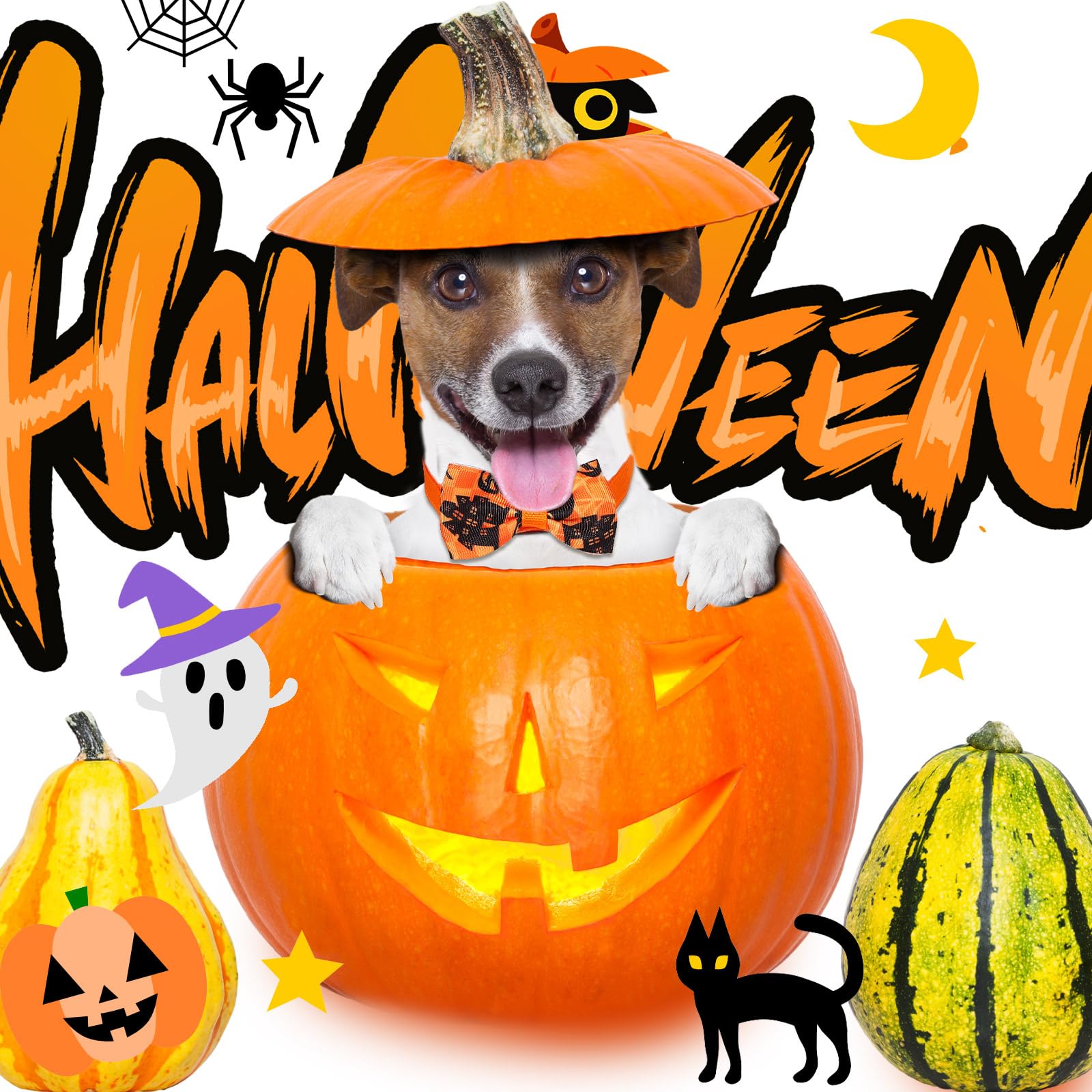 Talltalk cravate portée sur chien, look festif idéal pour Halloween
