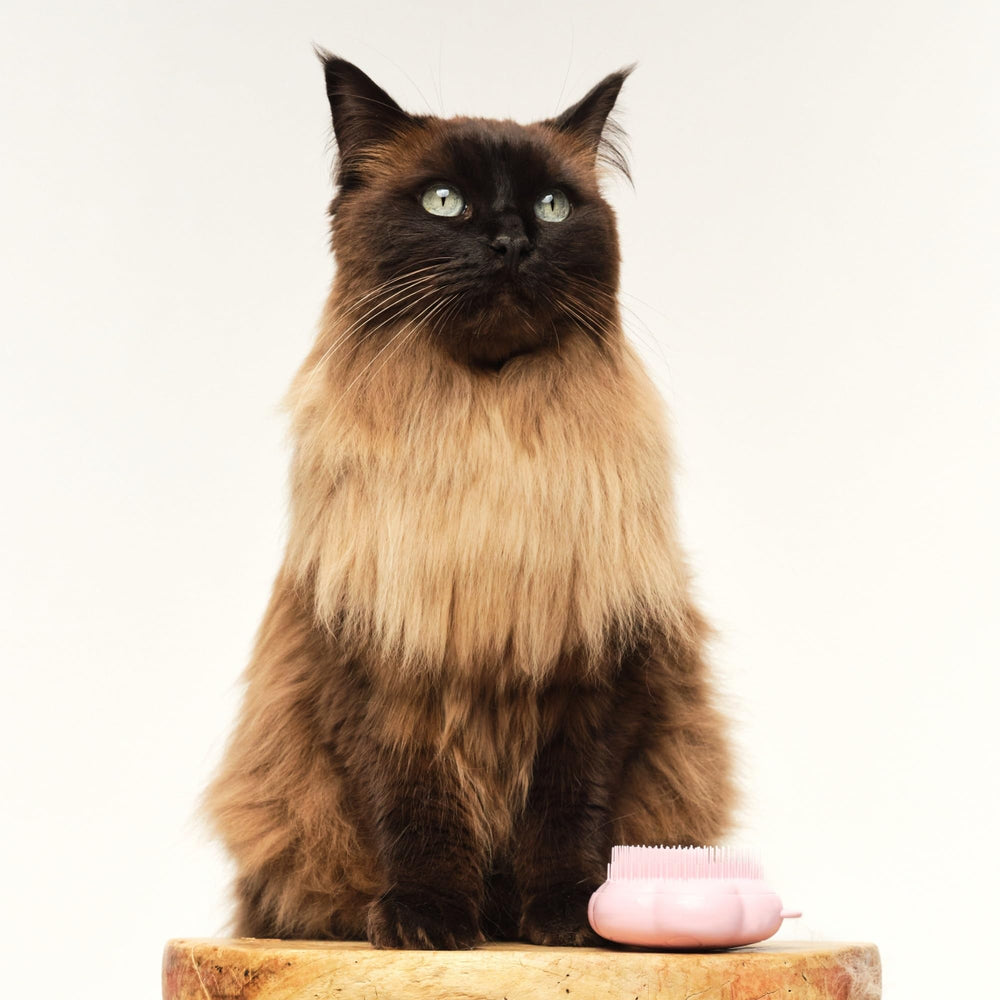 TANGLE TEEZER étiquette et packaging, informations produit claires et lisibles