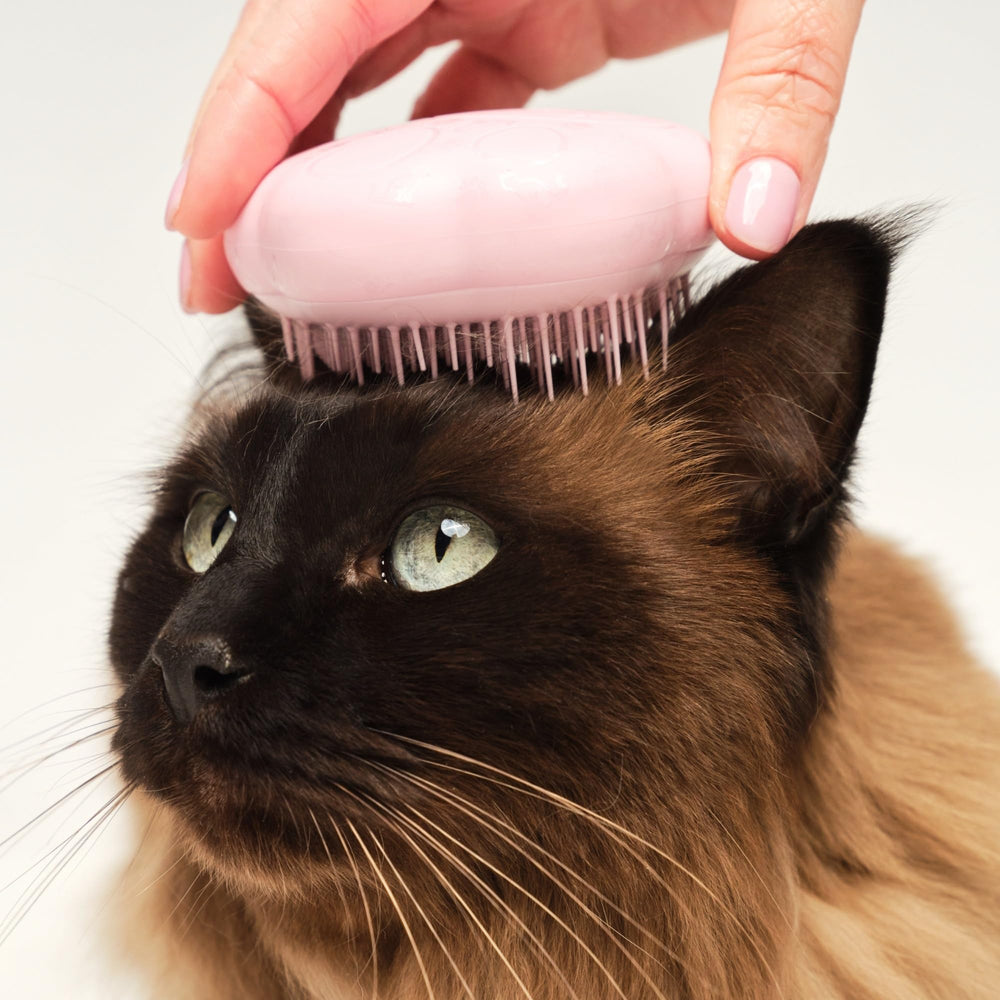 TANGLE TEEZER brossage sur chat détendu, démêle sans tirer et apaise