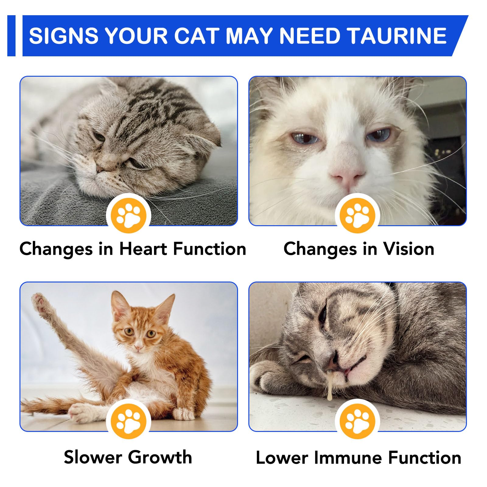 Generic taurin chaton et produit souligne usage dès le plus jeune âge