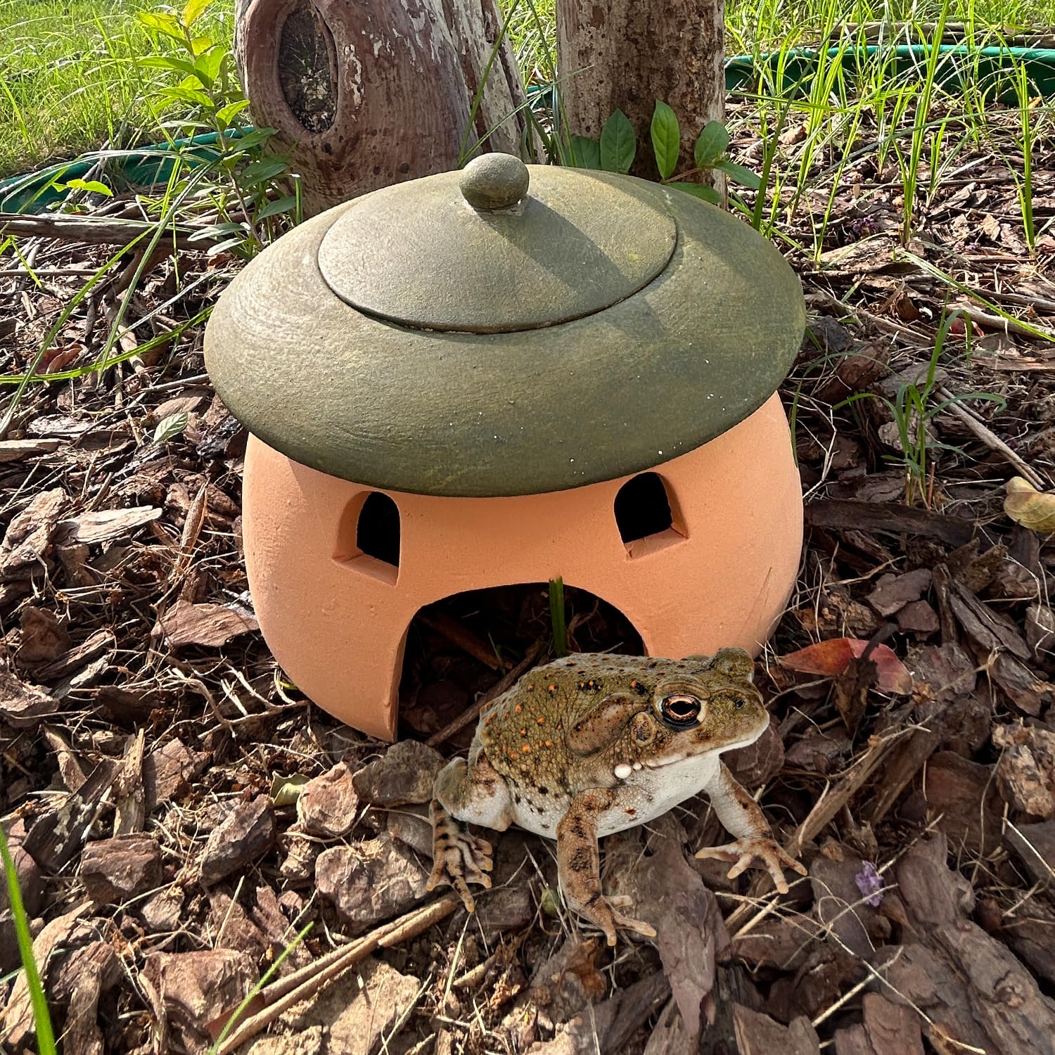 Tbpro caverne intégrée dans un jardin naturel, attirant la faune