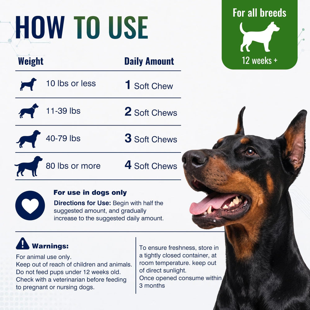 Tciika chien mordant friandise montrant acceptation et soulagement