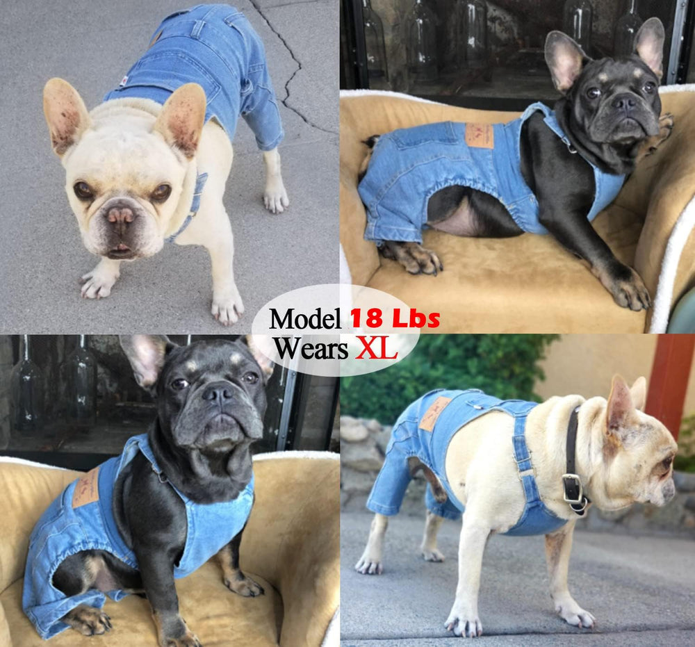 Tealots chien en balade montrant liberté de mouvement