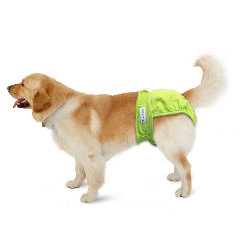 Teamoy chienne portant culotte à la maison pour protection discrète