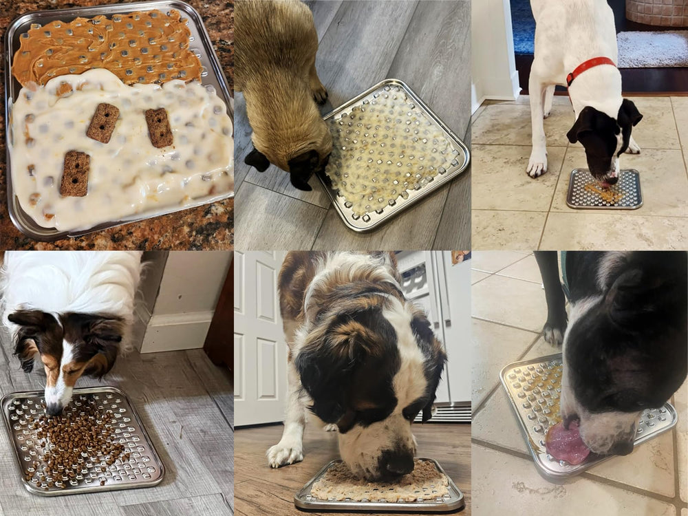 Techphardo chien et chat utilisant le tapis en situation quotidienne apaisante