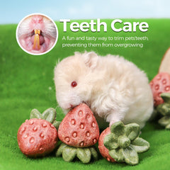 TEEWY jouet fraise posé dans cage apportant enrichissement visuel