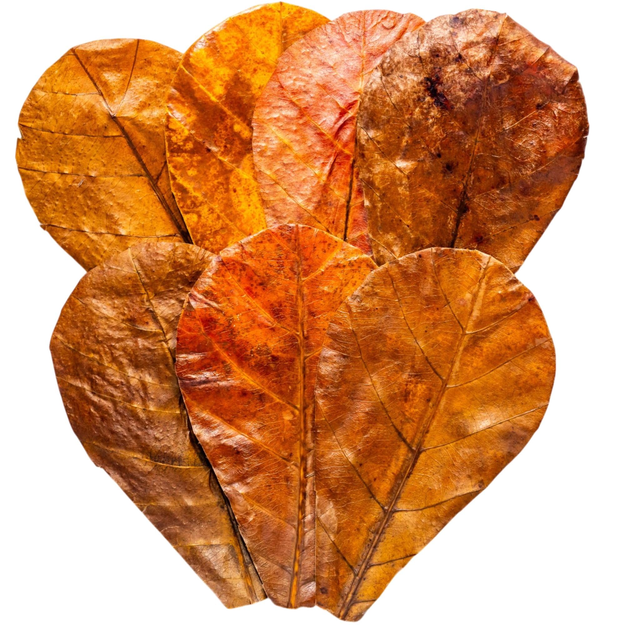 Tender Tropicals gros plan sur texture de feuille Catappa, naturel protecteur