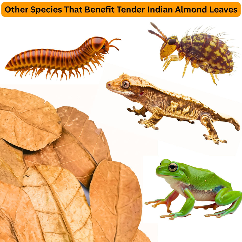 Tender Tropicals étiquette récolte durable, traçabilité et respect environnement