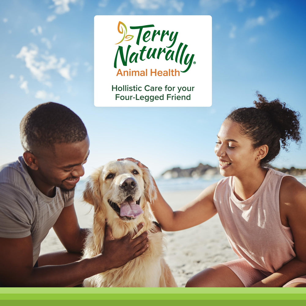 Chien au repos après promenade avec Terry Naturally suggérant soutien mobilité