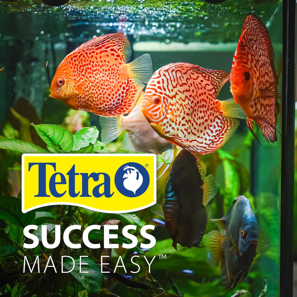 Tetra poisson rouge dans le kit illustrant capacité et esthétique