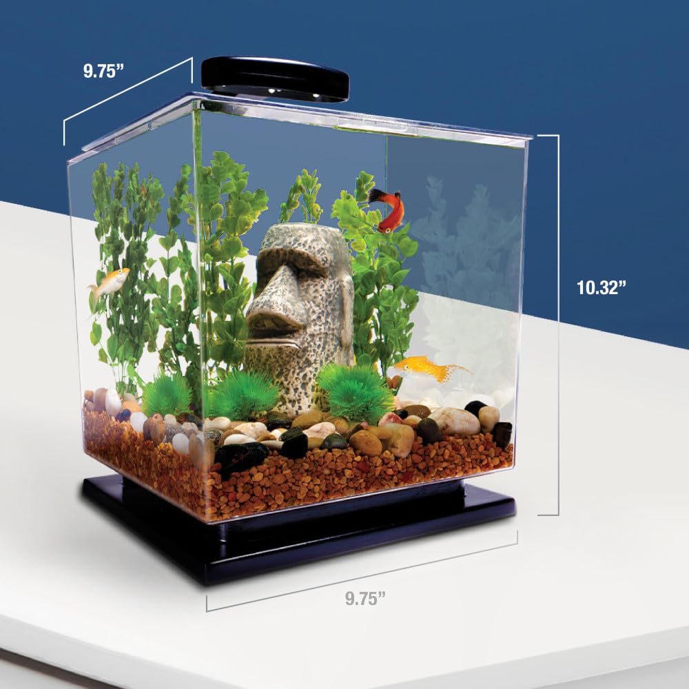 Tetra cube intérieur planté illustrant un nano-aquarium équilibré