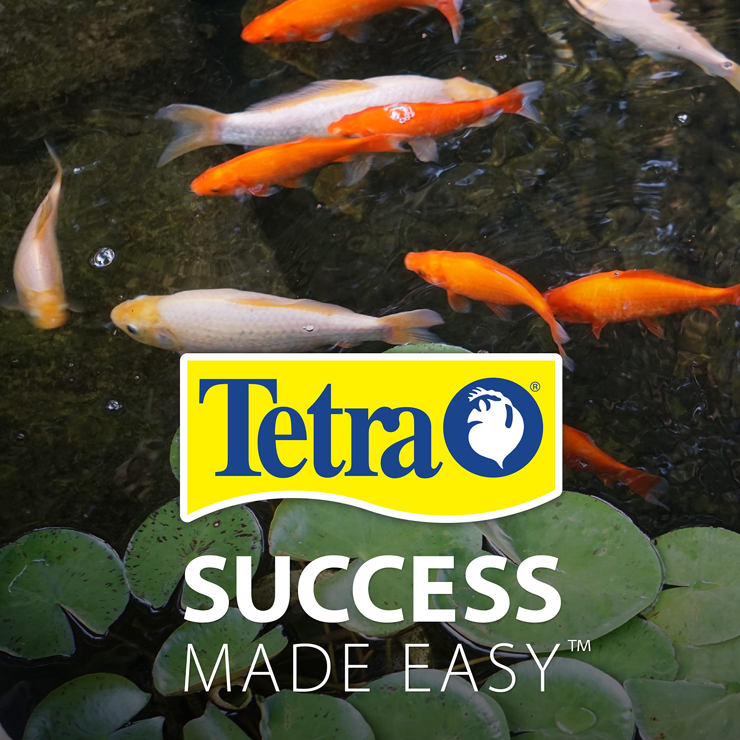 Tetra bassin avant et après traitement montrant une eau plus claire et esthétique