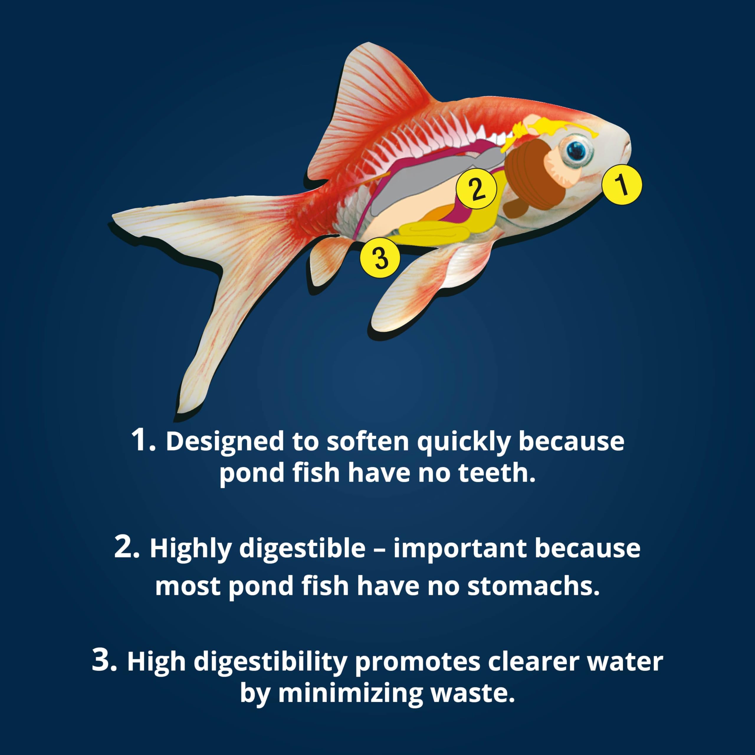 Tetra étang lifestyle poissons actifs après alimentation équilibrée