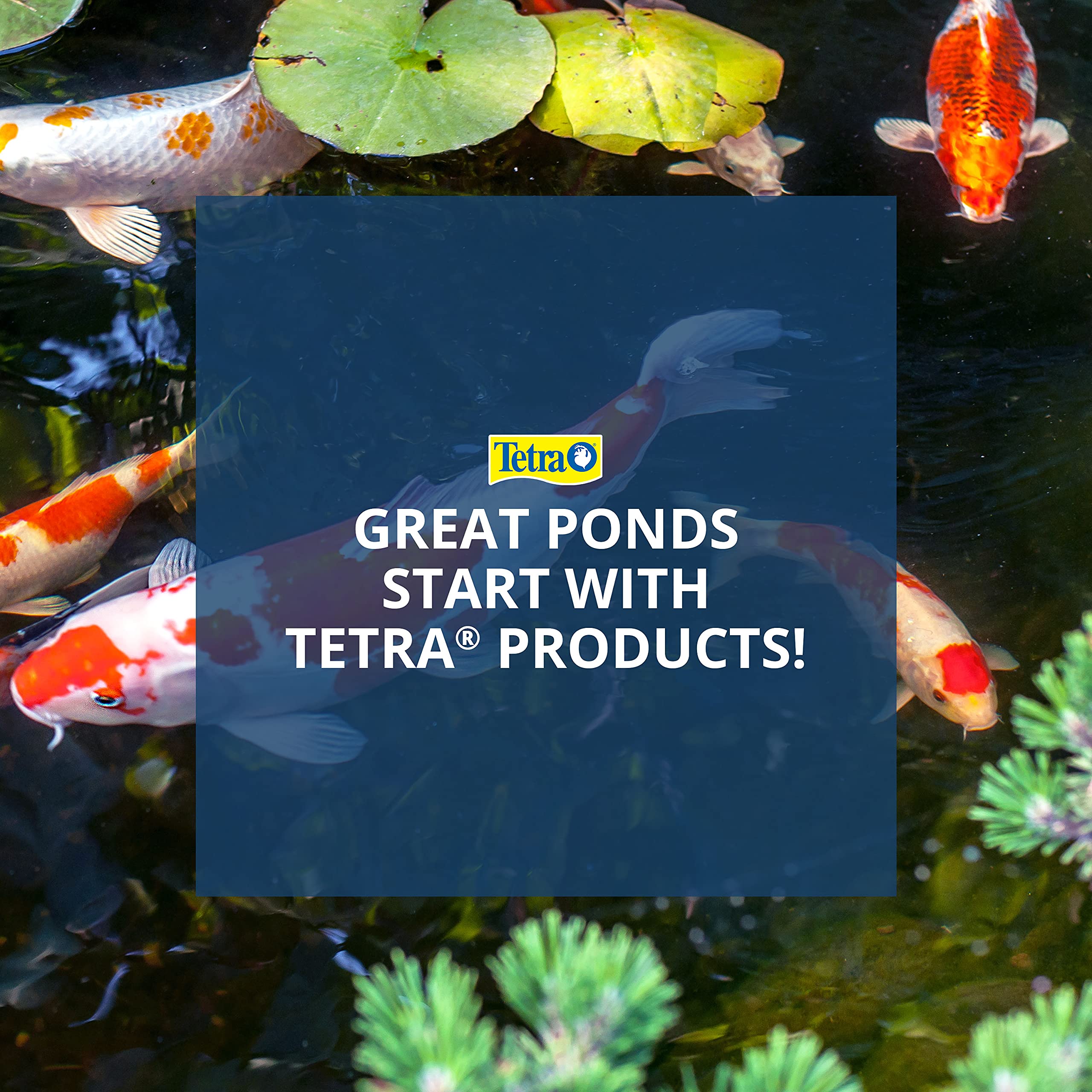 Tetra mise en scène d'étang avec poissons pour montrer résultat esthétique