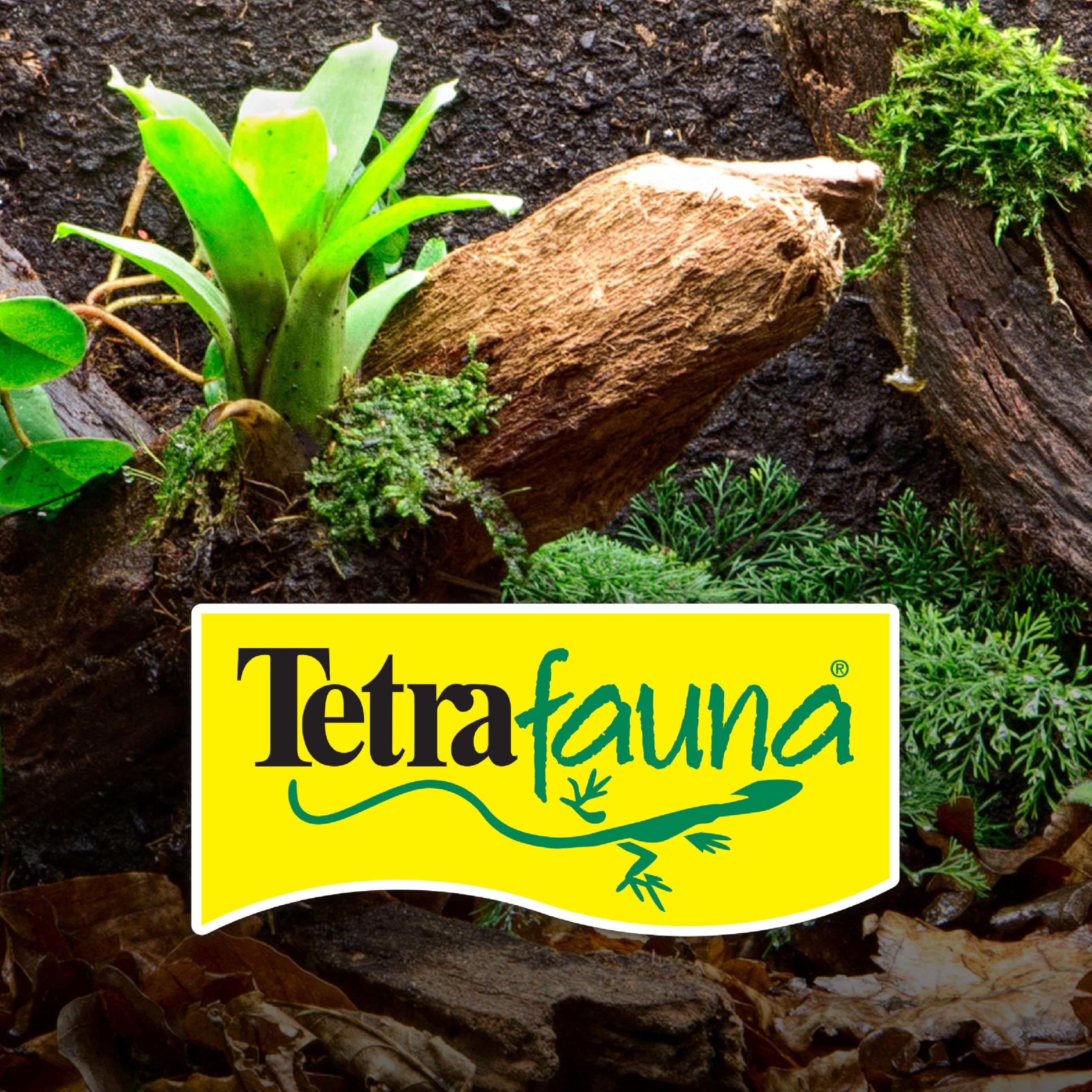 Tetra cartouche dans terrarium avec tortue illustrant eau plus claire et hygiène