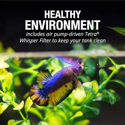 Tetra Starter betta en situation mettant en valeur l'habitat adapté