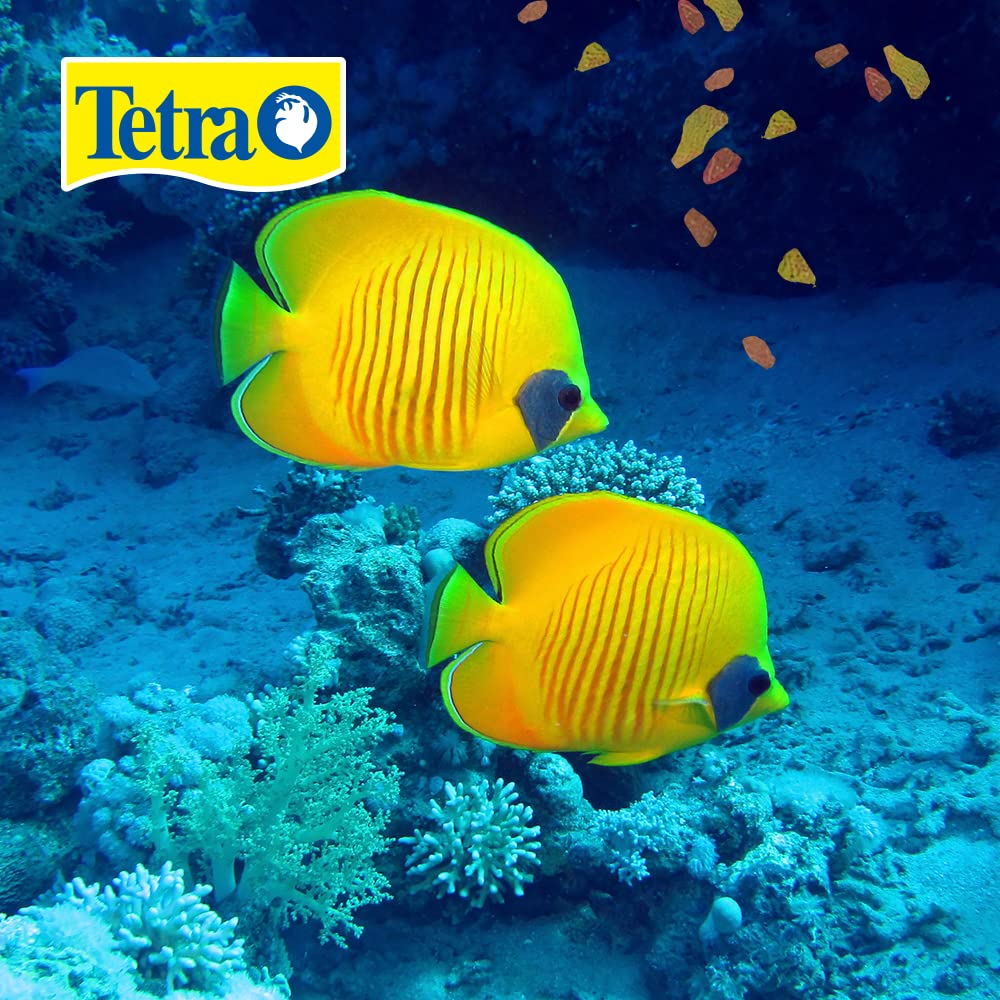 Tetra TetraMin XL dans aquascape montrant intégration esthétique et propreté de l'eau
