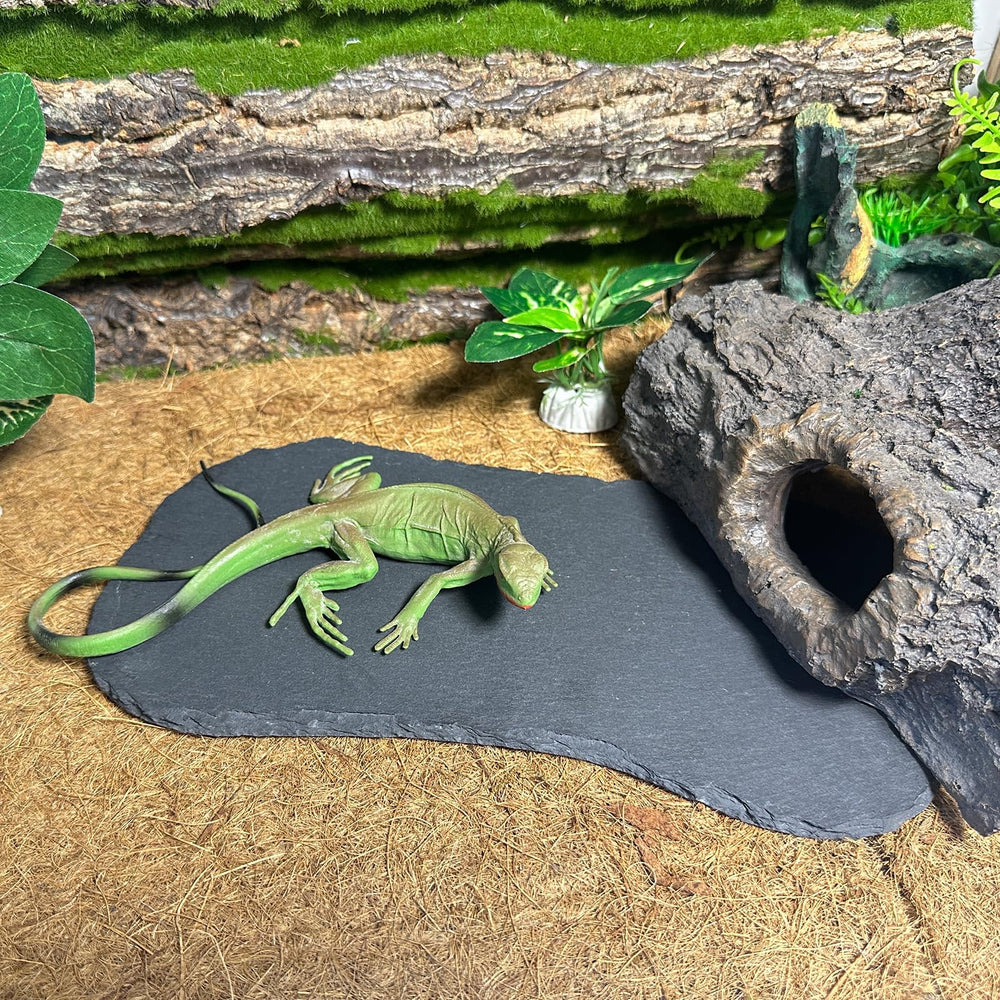 Tfwadmx comparaison taille avec tortue montrant adaptation et confort