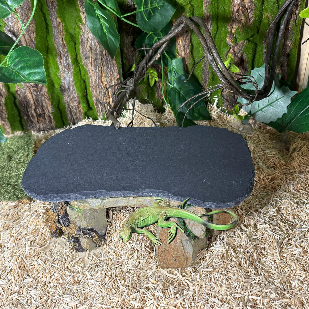 Tfwadmx scène terrarium intégrée, esthétique et microclimat amélioré