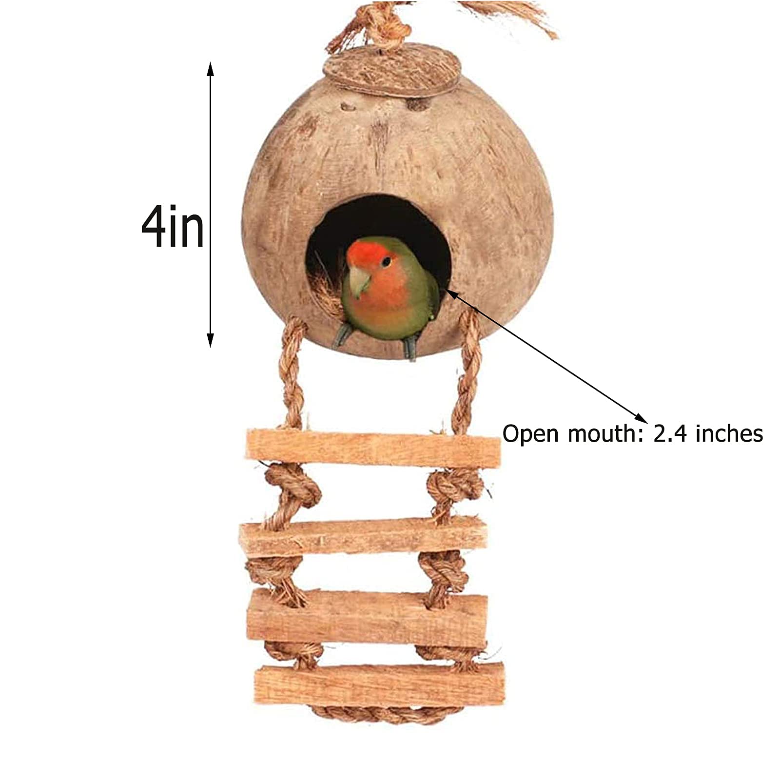 Tfwadmx oiseau entrant dans le nid montrant confort d’usage