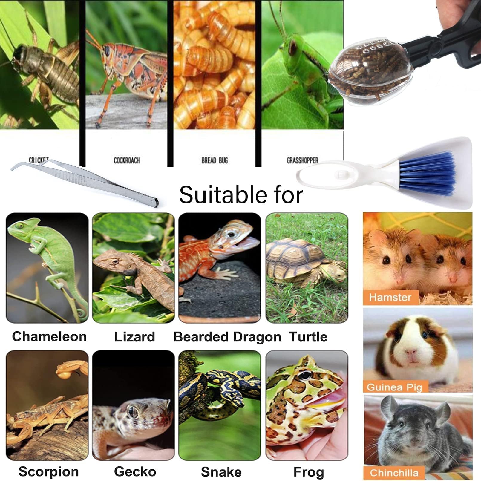 Tfwadmx mise en scène style de vie avec terrarium propre et animal détendu