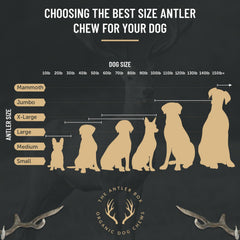 The Antler Box andouiller posé sur table illustrant propreté et praticité