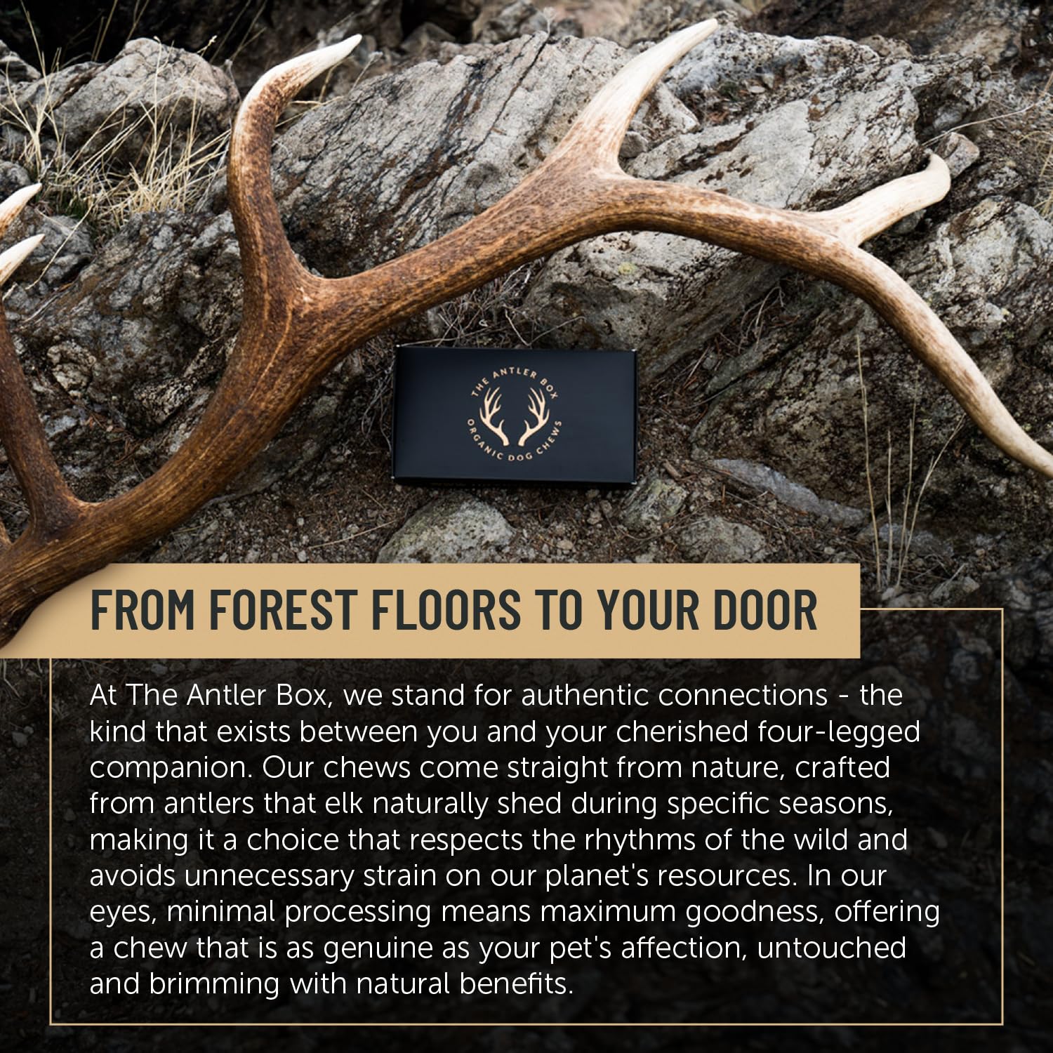 THE ANTLER BOX comparaison taille avec règle pour évaluer l'ajustement aux grands chiens
