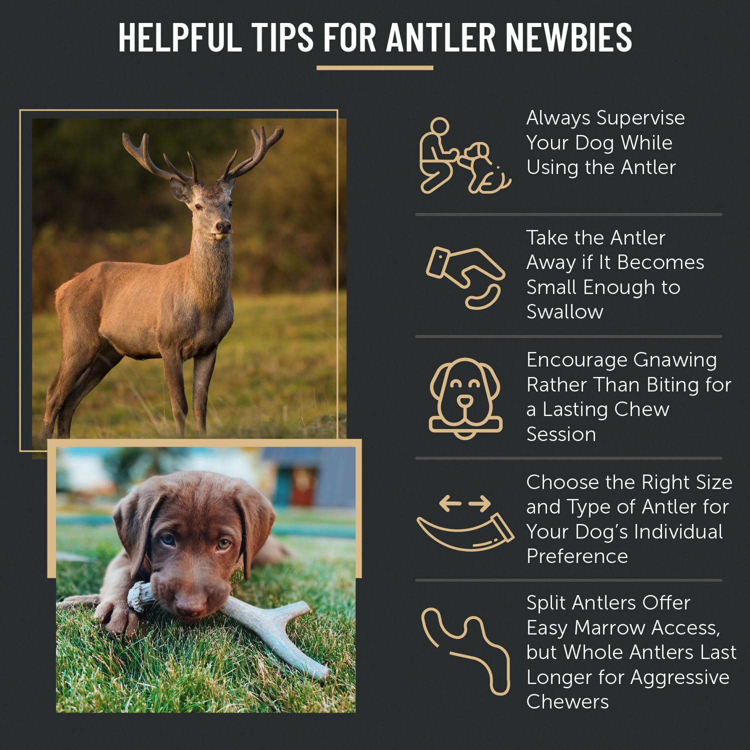 The Antler Box scène de jardin avec chien et andouiller bénéfice usage extérieur