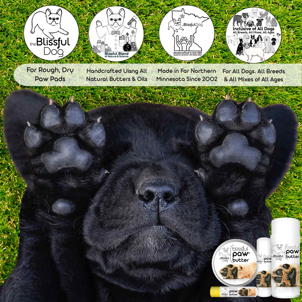 The Blissful Dog application sur patte montrant confort et assouplissement