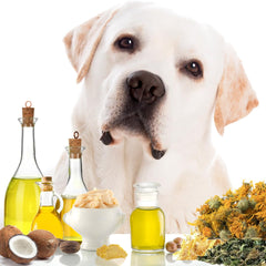 The Blissful Dog étiquette lisible listant huiles et beurres naturels