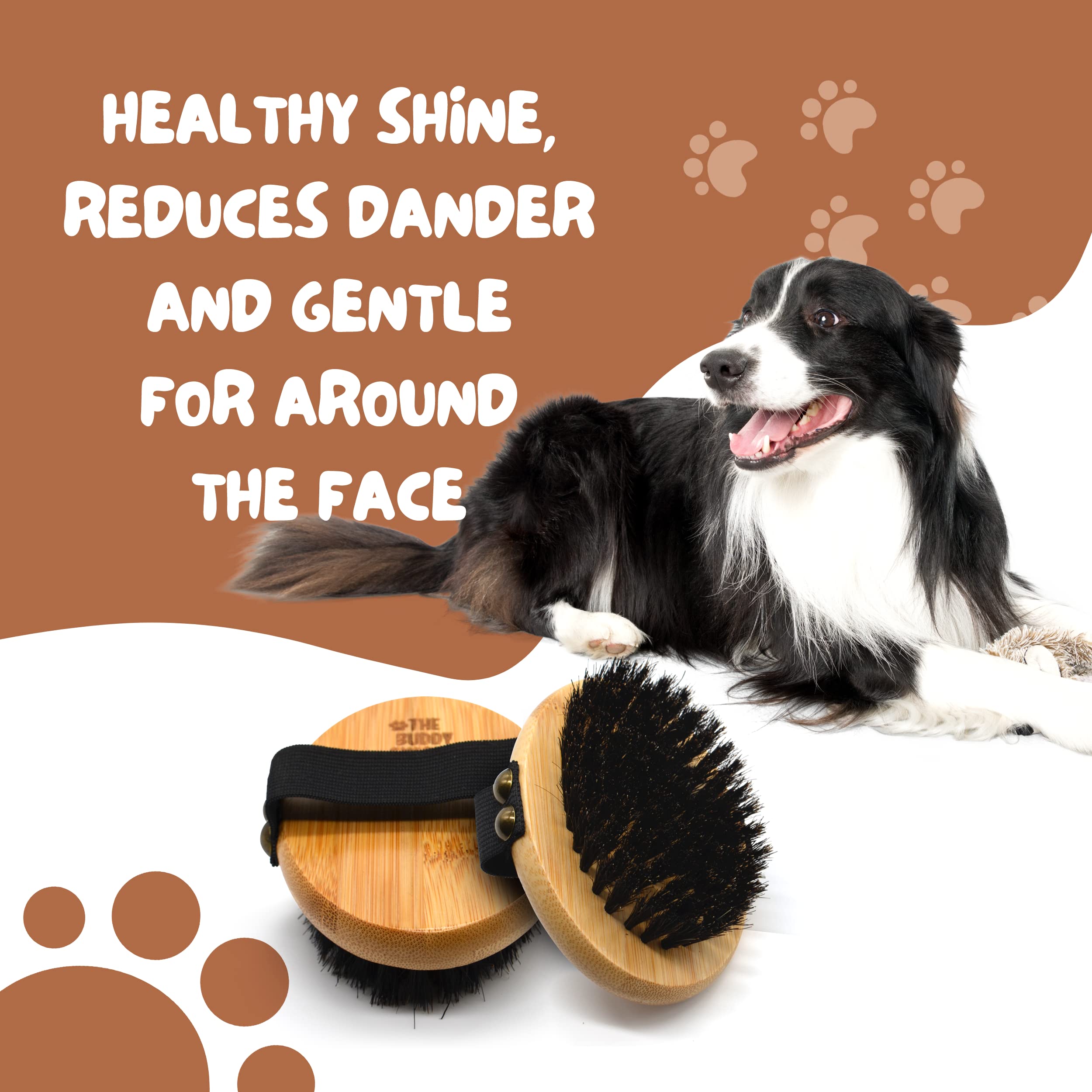 The Buddy System brossage chat montrant apaisement et lissage du pelage