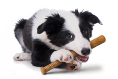 The Chew Club Powerbone en usage avec chien réduit ennui et anxiété