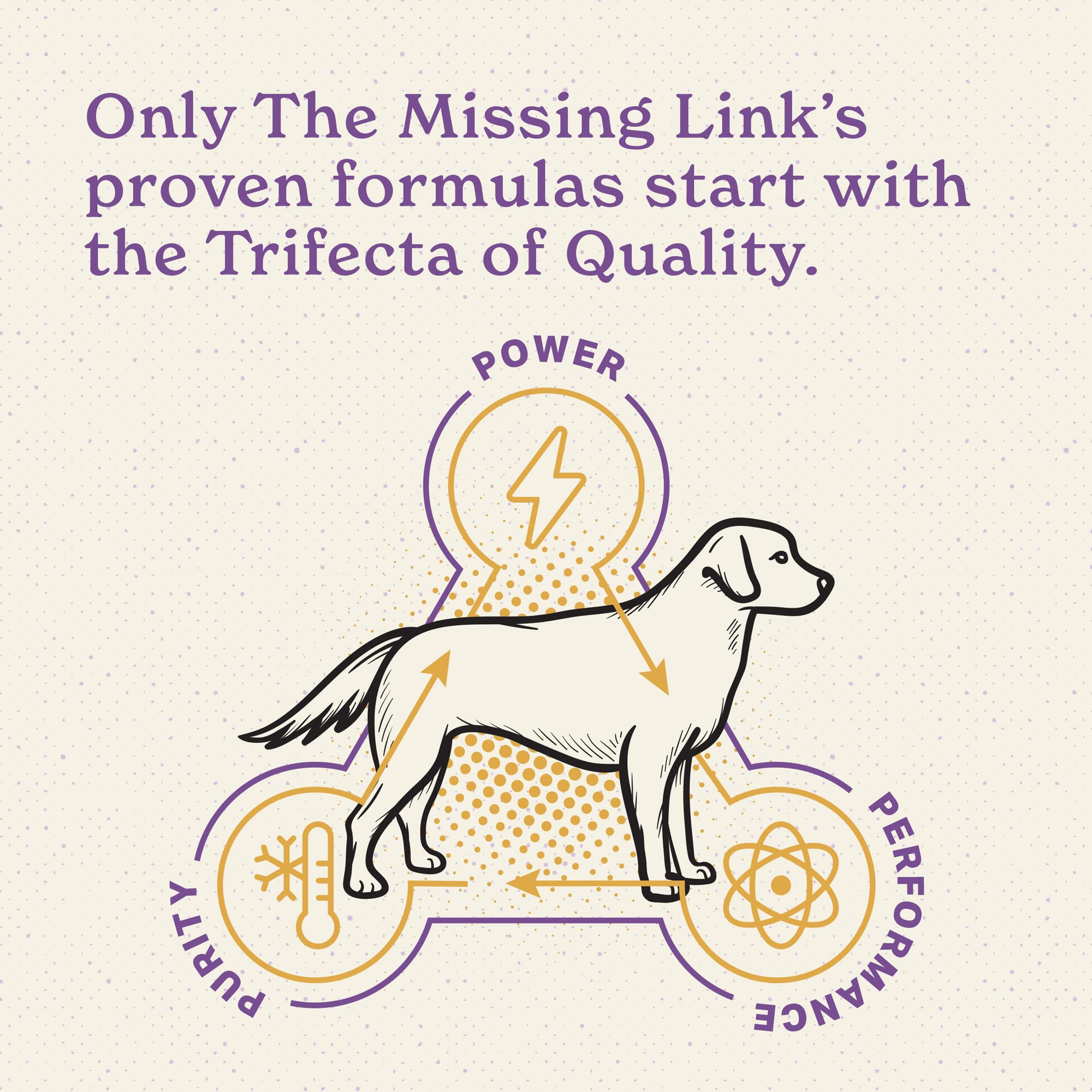 The Missing Link chien senior actif après usage montrant mobilité améliorée