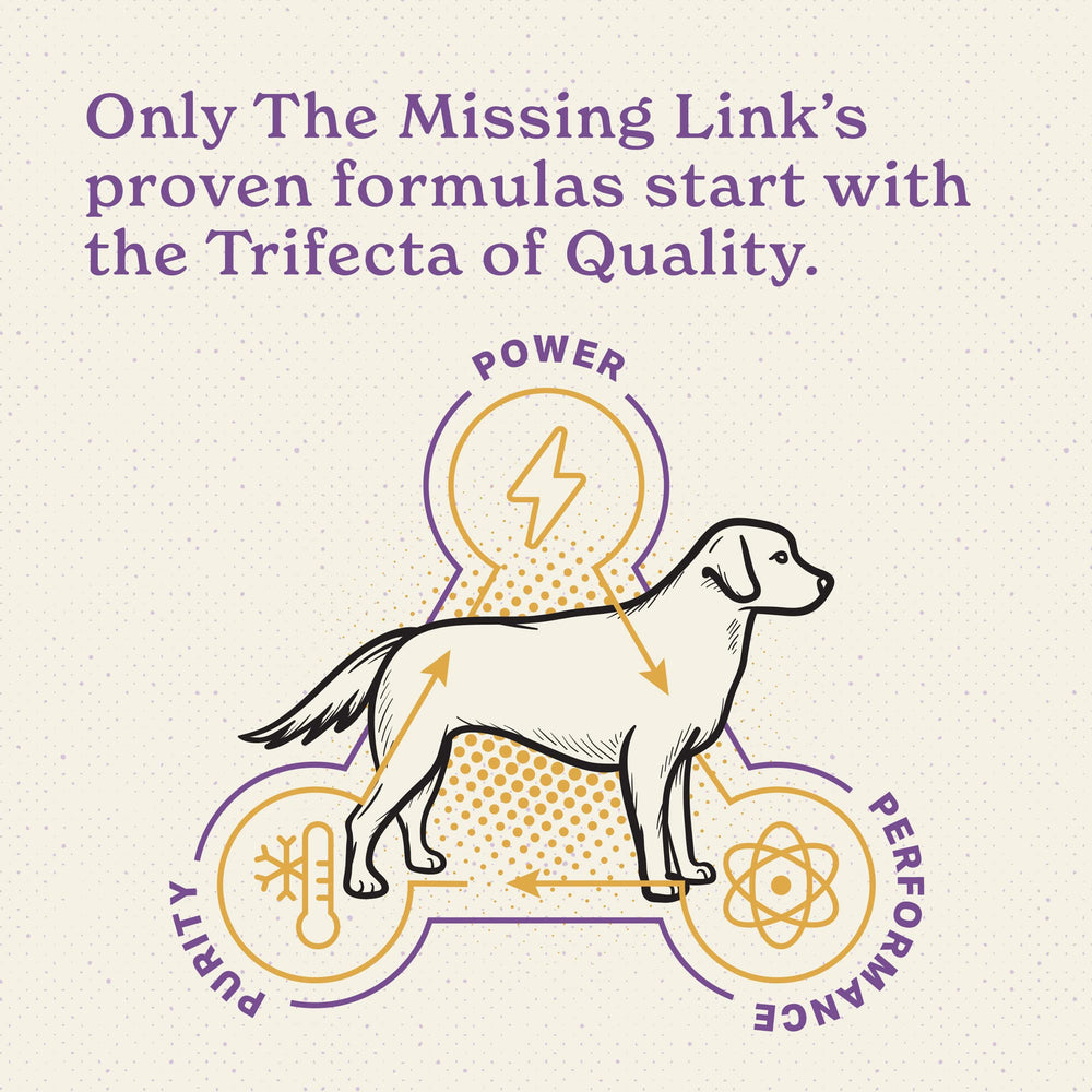 The Missing Link chien senior actif après usage montrant mobilité améliorée