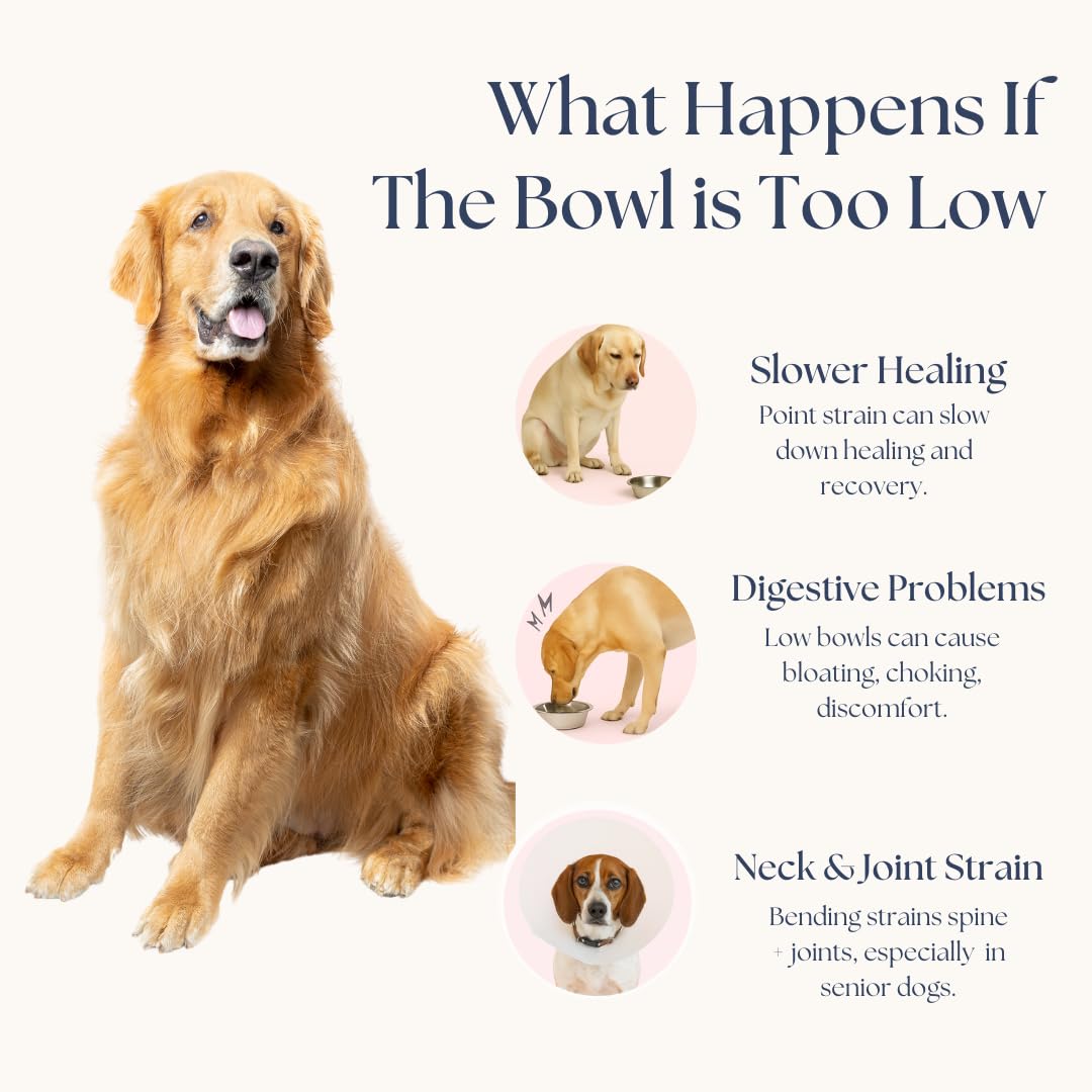 THE PAW COLLECTION support réglable quatre hauteurs pour confort du chien