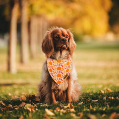 THLOH chien portant bandana lors d'une fête, photo nette et festive