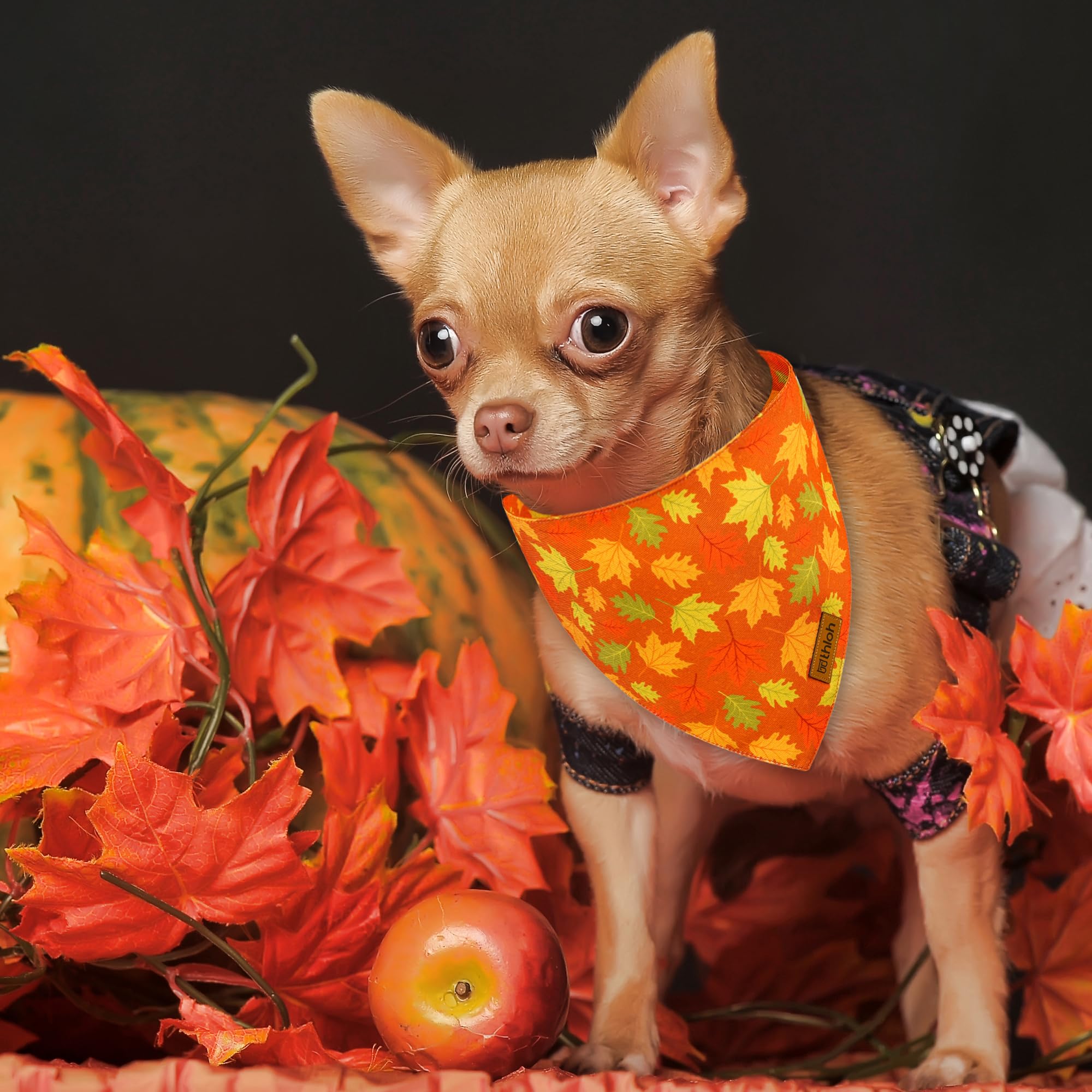 THLOH bandana à côté d'un mètre, montre l'ajustement pour grand chien