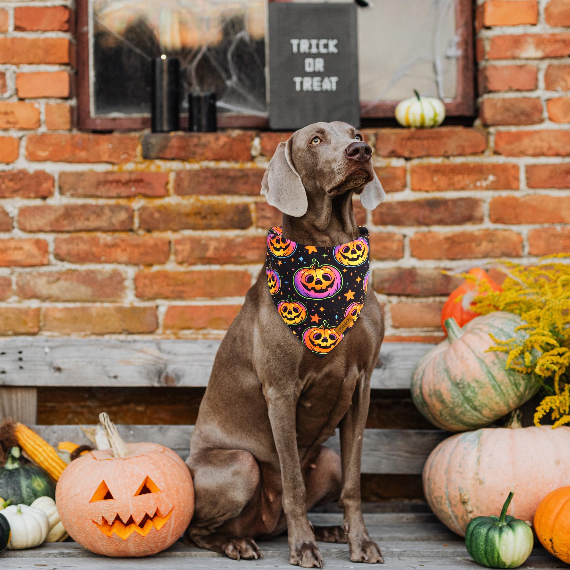 THLOH bandana dans décor automnal valorisant photos et fêtes