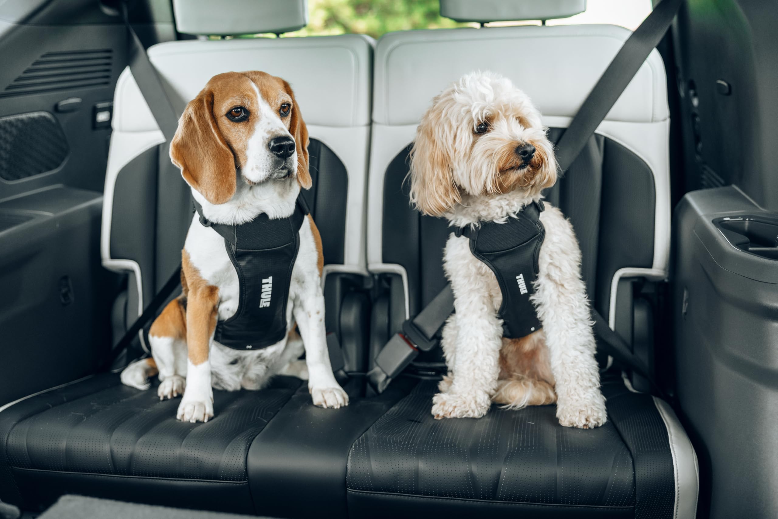 Thule Cappy harnais en voiture sur route, stabilité pendant trajet