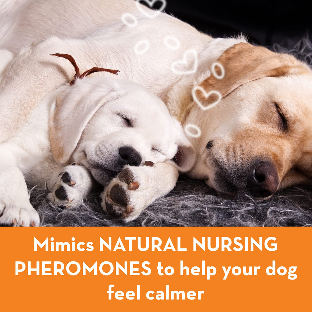 ThunderEase en usage salon diffuseur installé apportant calme au chien