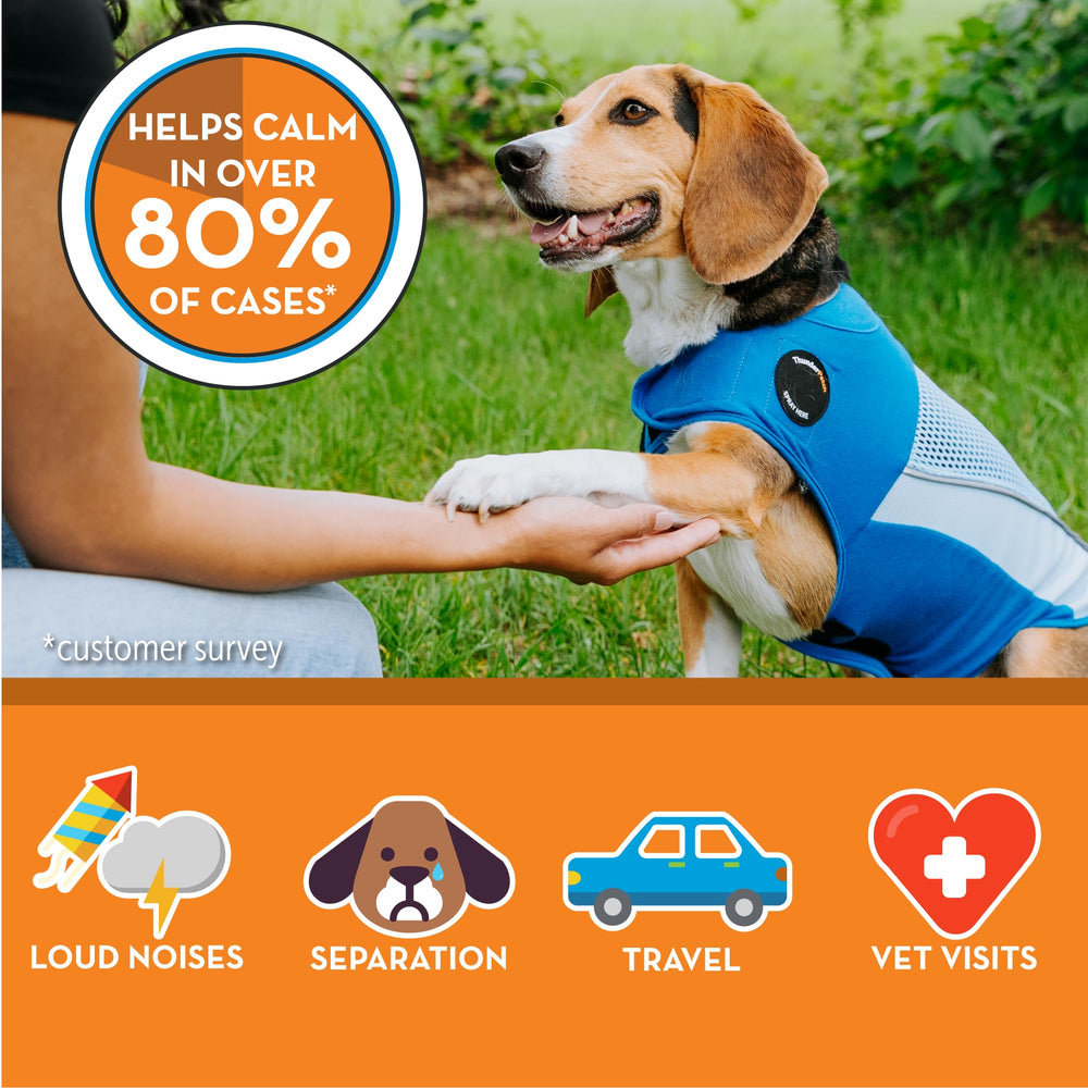 Thundershirt Breeze porté sur chien en promenade pour calme actif