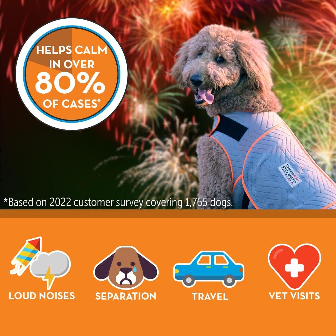 Thundershirt chien portant le gilet dans un salon, calme et mobilité