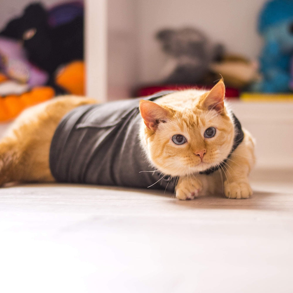 ThunderShirt chat en voyage calmé pendant le transport sécurisé