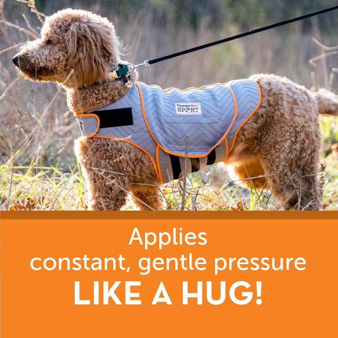Thundershirt taille medium portée sur chien pour comparaison d'échelle