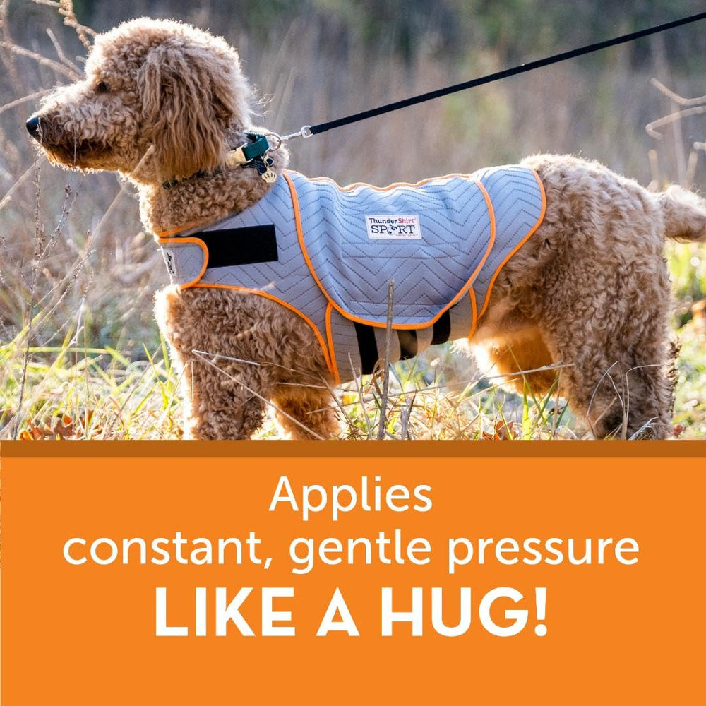 Thundershirt taille medium portée sur chien pour comparaison d'échelle
