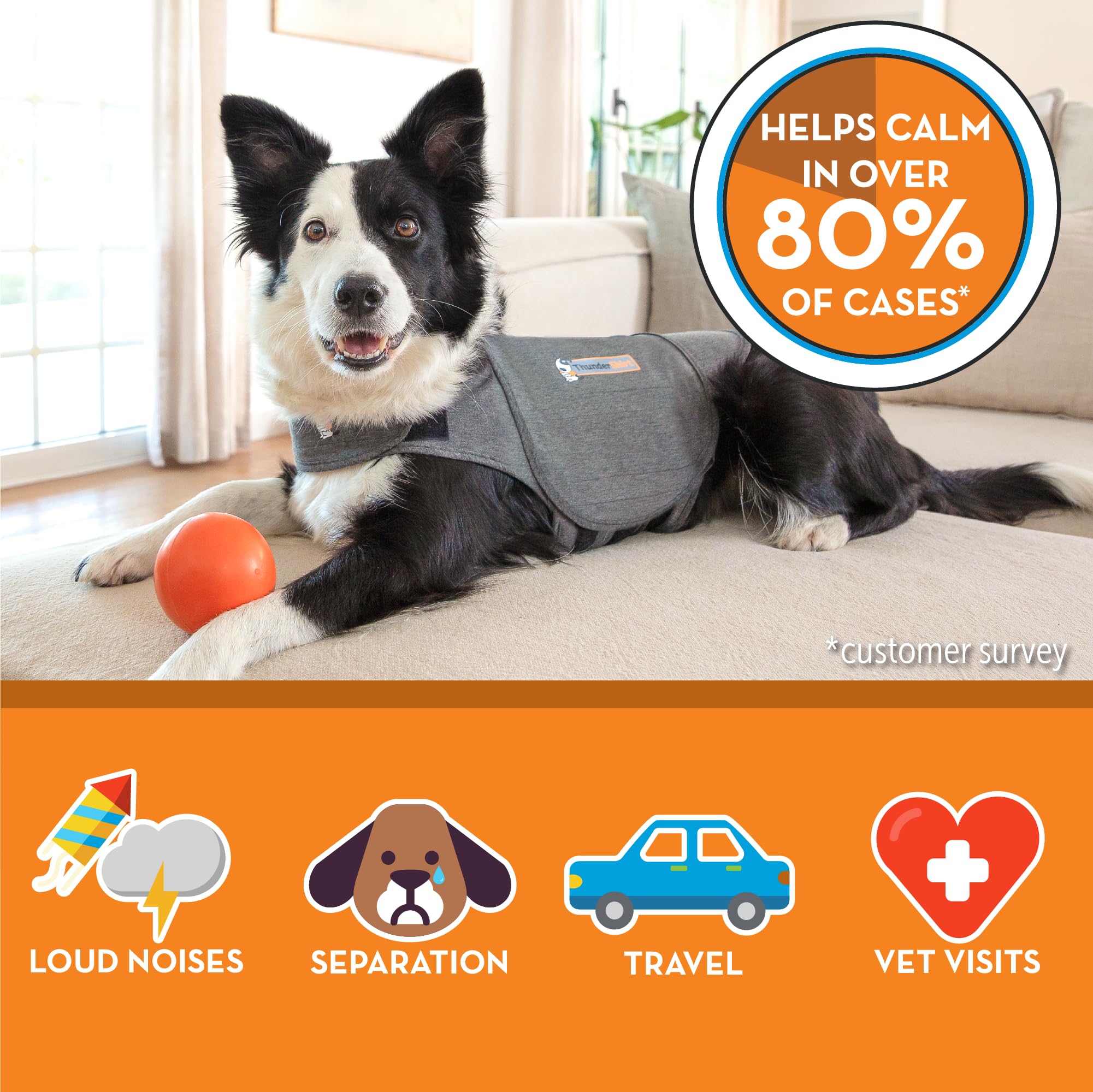 Thundershirt porté par grand chien réduisant signes d'anxiété