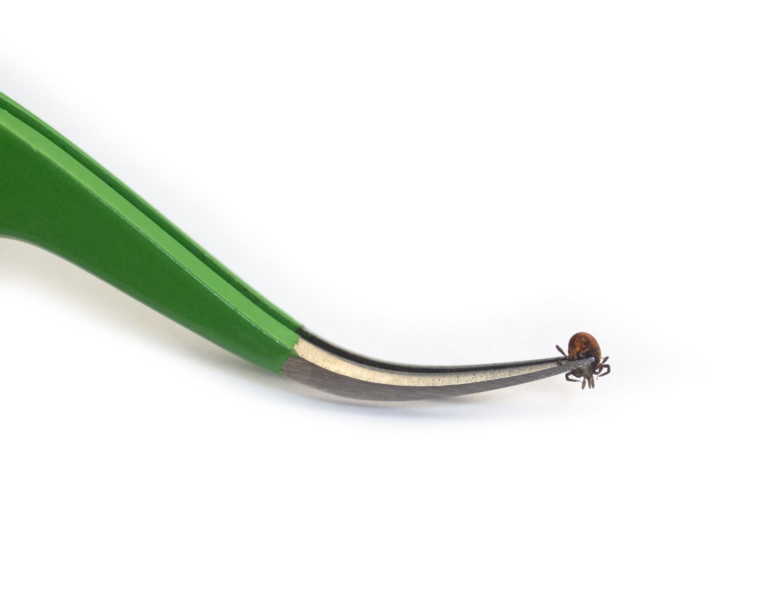 TickCheck pince super-fine gros plan offrant saisie nette des nymphes